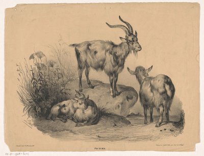dört keçi Pictura (nesne üzerinde seri başlığı) by Carel Christiaan Antony Last