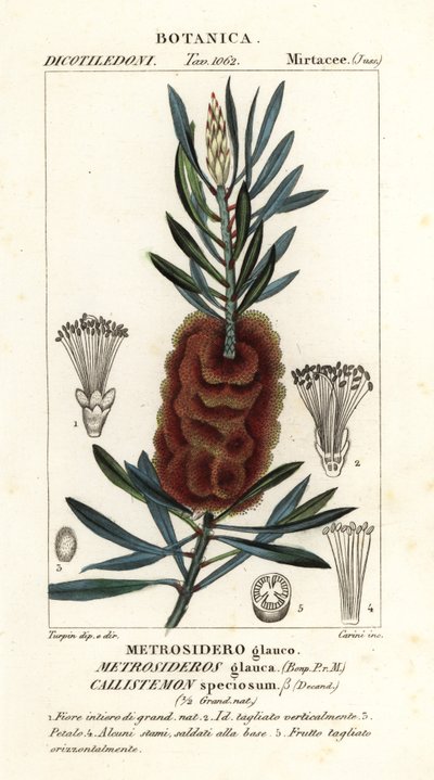 Albany şişe fırçası, Callistemon speciosus by Carini Carini