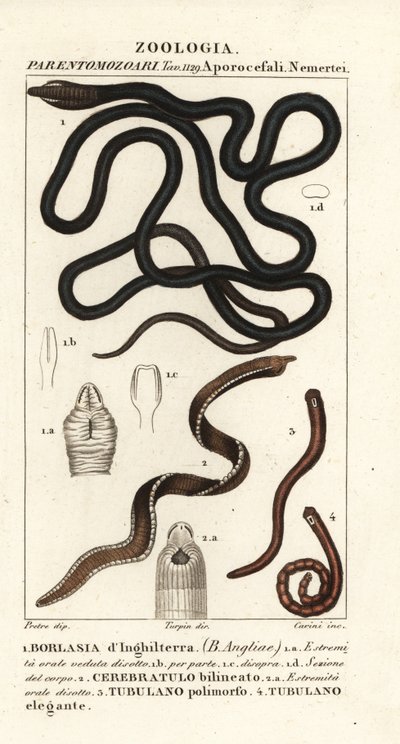 Bootlace solucanı, Lineus longissimus 1, Borlasia angliae 1 by Carini Carini