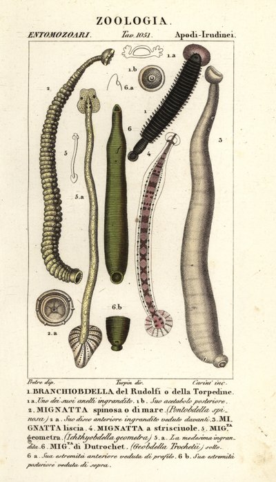 Balık sülüğü ve tatlı su sülükleri: Branchiobdellida 1, Pontobdella spinosa 2, Whitmania laevis 3, Hirudo vittata 4, Piscicola geometra 5, Ichthyobdella geometra 5, Geobdella trochetii 6 by Carini Carini