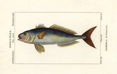 Büyük Amberjack, Seri Dummili, Serial de Dumeril by Carini Carini