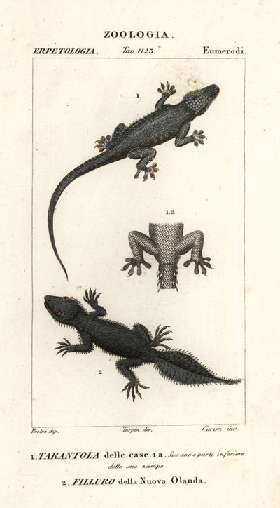 Ev geko, Hemidactylus frenatus 1 ve geniş kuyruklu geko, Phyllurus platurus 2 by Carini Carini