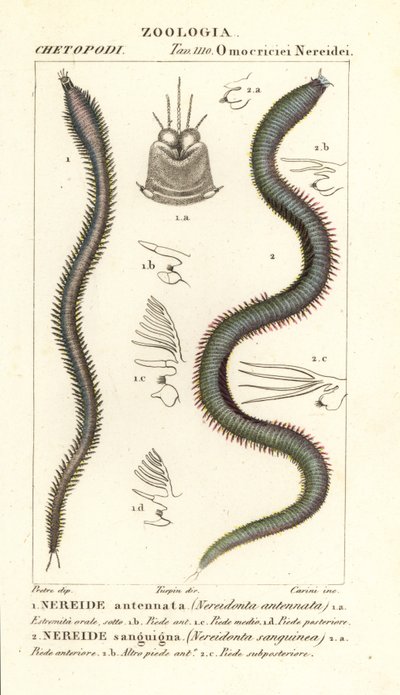 Leodice antenta, Nereidonta antenta 1 ve Eunice sanguinea, Nereidonta sanguinea 2 by Carini Carini