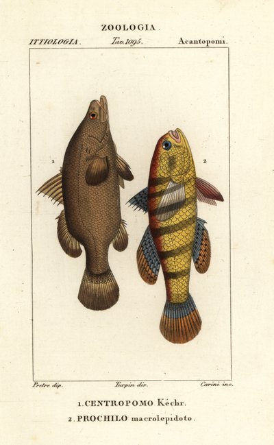 Nil levrek, Lates niloticus ve uyuyan balık veya gudgeon, Ophiocara macrolepidota by Carini Carini