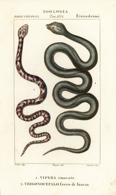 Halka boyunlu tüküren kobra, Hemachatus haemachatus 1 ve Martinique mızrak başı, Bothrops lanceolatus 2 by Carini Carini