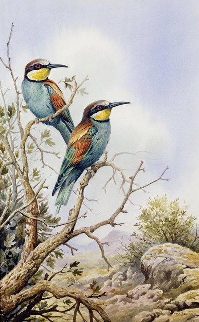 Arı Yiyenler by Carl Donner