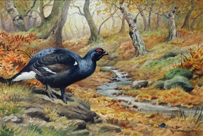 Siyah Horoz Orman Tavuğu (wc) by Carl Donner