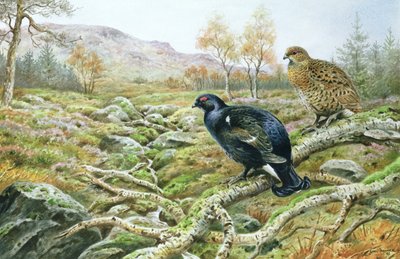 Bir Moor üzerinde Kara Orman Tavuğu by Carl Donner