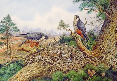 Yuvalarındaki Hobiler by Carl Donner