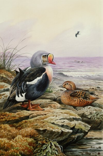 Kral Eider (tuvalet) by Carl Donner
