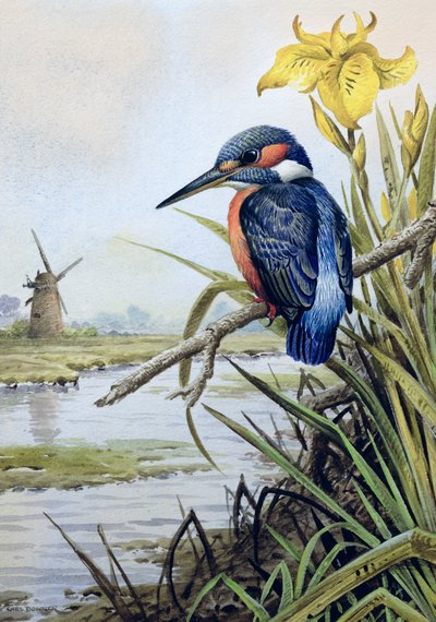 Bayrak Iris ve Yel Değirmeni ile Kingfisher by Carl Donner