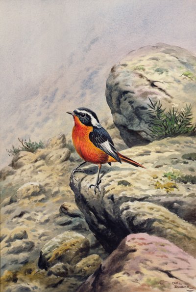 Moussiers Kızılyıldız by Carl Donner