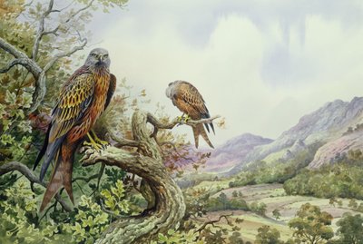 Meşe Ağacında Bir Çift Kırmızı Uçurtma, (wc) by Carl Donner