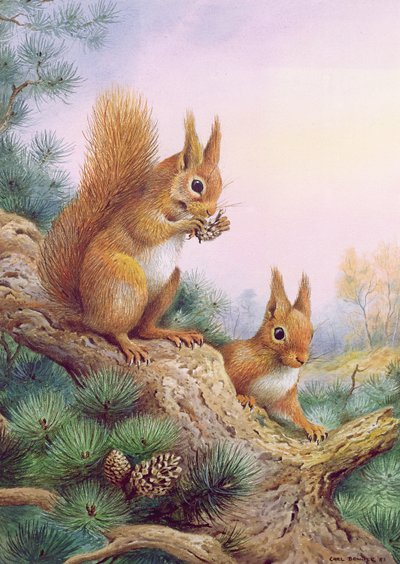 İskoç çamının üzerinde bir çift kızıl sincap by Carl Donner