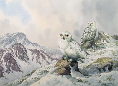Karlı Dağlar, Avustralya