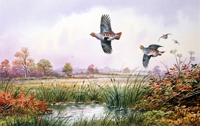 Uçuşta Keklik by Carl Donner