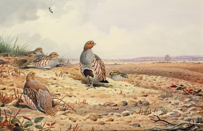 Kırmızı Bacaklı Keklik by Carl Donner