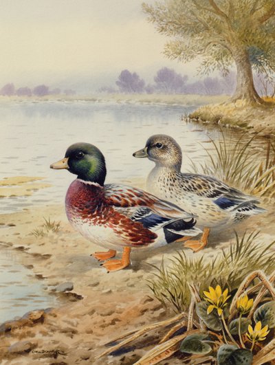 Gümüş Ördekler by Carl Donner