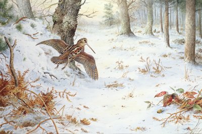 Ormanlık Peyzajda Su Çulluğu by Carl Donner