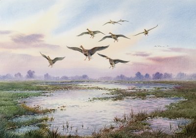 Beyaz Önlü Kaz İnen by Carl Donner