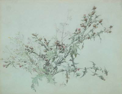 Çiçekli Devedikeni Çalışması, 1846. by Carl Georg Anton Graeb