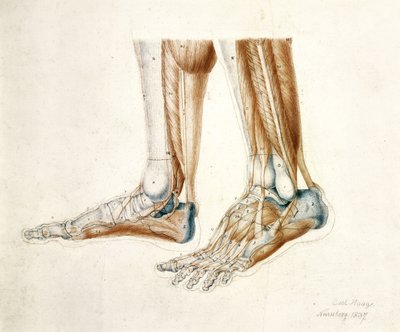 Bir Adamın Ayaklarının Anatomik Çizimi, 1837 (kağıt üzerine siyah ve kırmızı tebeşirler) by Carl Haag