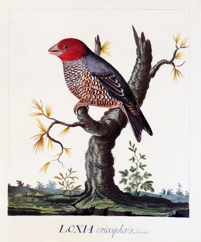 Loxia erythrocephala (Amadina erythrocephala), Kızıl başlı ispinoz, suluboya by Carl Linnaeus