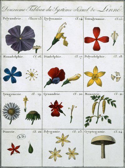 Linnean Bitki Cinsel Sisteminin İkinci Tablosu by Carl Linnaeus