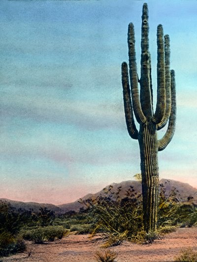 Amerika Birleşik Devletleri, Arizona, Sonora Çölü
