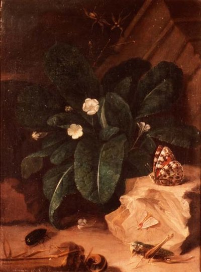 çuha çiçeği ve böcekler ile natürmort by Carl Wilhelm de Hamilton
