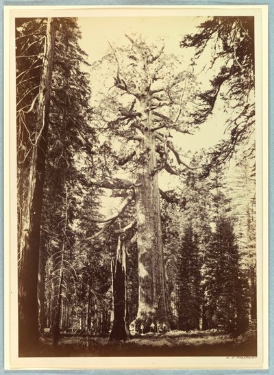 Boz Dev, Mariposa Korusu, Yosemite by Carleton E. Watkins