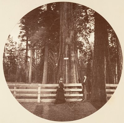 Auld Reckie. C. Koru, yaklaşık 1878. by Carleton Emmons Watkins