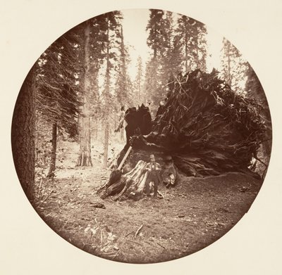 Kartal Kanadı - Calaveras Korusu, yaklaşık. 1878. by Carleton Emmons Watkins