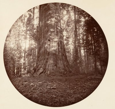 Empire State. C. Koru, yaklaşık 1878. by Carleton Emmons Watkins