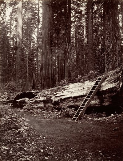 Ormanın Babası, 1865-66, basılmış ca. 1876. by Carleton Emmons Watkins