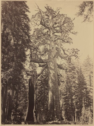  by Carleton Emmons Watkins