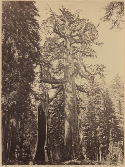 Boz Dev, Mariposa Korusu, 1861. by Carleton Emmons Watkins