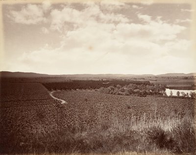 Lake Vineyard ve Orange Grove, Los Angeles, 1876, yaklaşık olarak basılmıştır. 1876. by Carleton Emmons Watkins