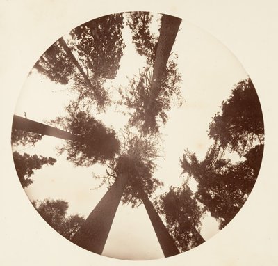 Sugar Pines - Calaveras Grove, ca. 1878. by Carleton Emmons Watkins