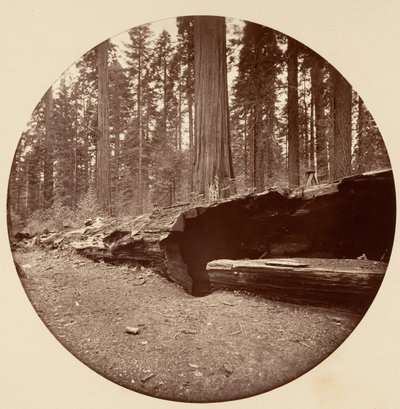 Mamut Three Grove Hotel Calaveras Co Cal., yaklaşık. 1878. by Carleton Emmons Watkins