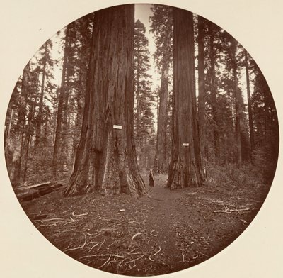 Yok, ca. 1878. by Carleton Emmons Watkins