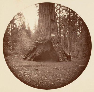 Öncüler Kabini - Calaveras Korusu, yak. 1878. by Carleton Emmons Watkins