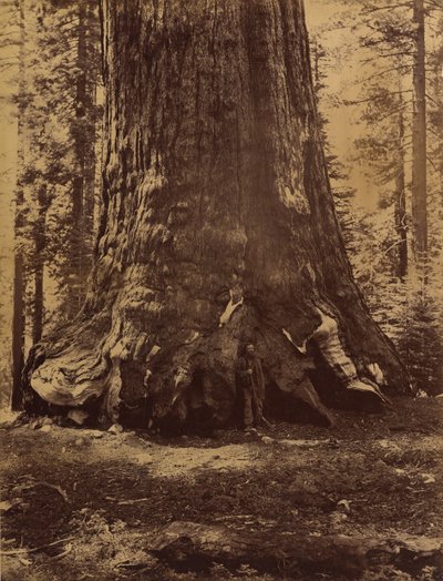 Grizzly Giant