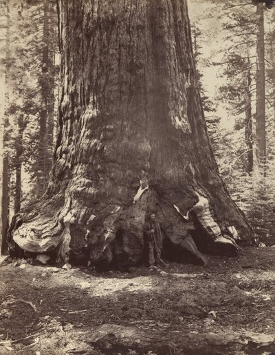 Grizzly Giant
