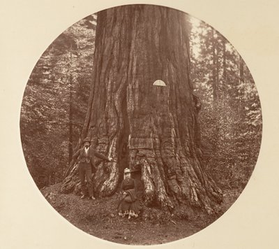 Empire State - C. Grove, yaklaşık 1878. by Carleton Emmons Watkins