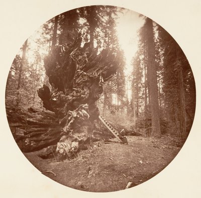 Ormanın Babası - Atın Arka Tarafı. Calaveras Korusu, yaklaşık 1878. by Carleton Emmons Watkins