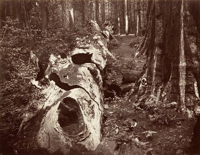 Ormanın Babası, 112 fit çevre, Calaveras Grove, 1865-66, basılmış yaklaşık. 1876. by Carleton Emmons Watkins