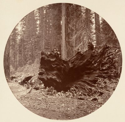Ormanın Babası 450 m C. Grove, yak. 1878. by Carleton Emmons Watkins