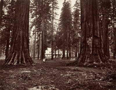 Mammoth Grove