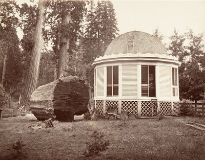Büyük Bir Ağacın Kütüğü Üzerine İnşa Edilen Ev, 1865-66, yaklaşık olarak basılmıştır. 1876. by Carleton Emmons Watkins